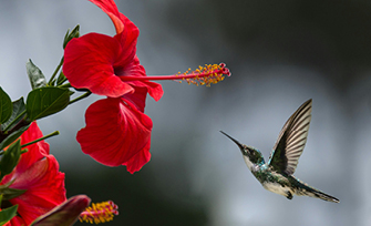 Flower-and-Bird Painting
